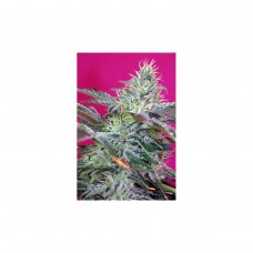 Auto Sweet Cheese - Pack de 3 Unidades - Sweet Seeds 